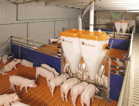 Price Of Feeder Pigs